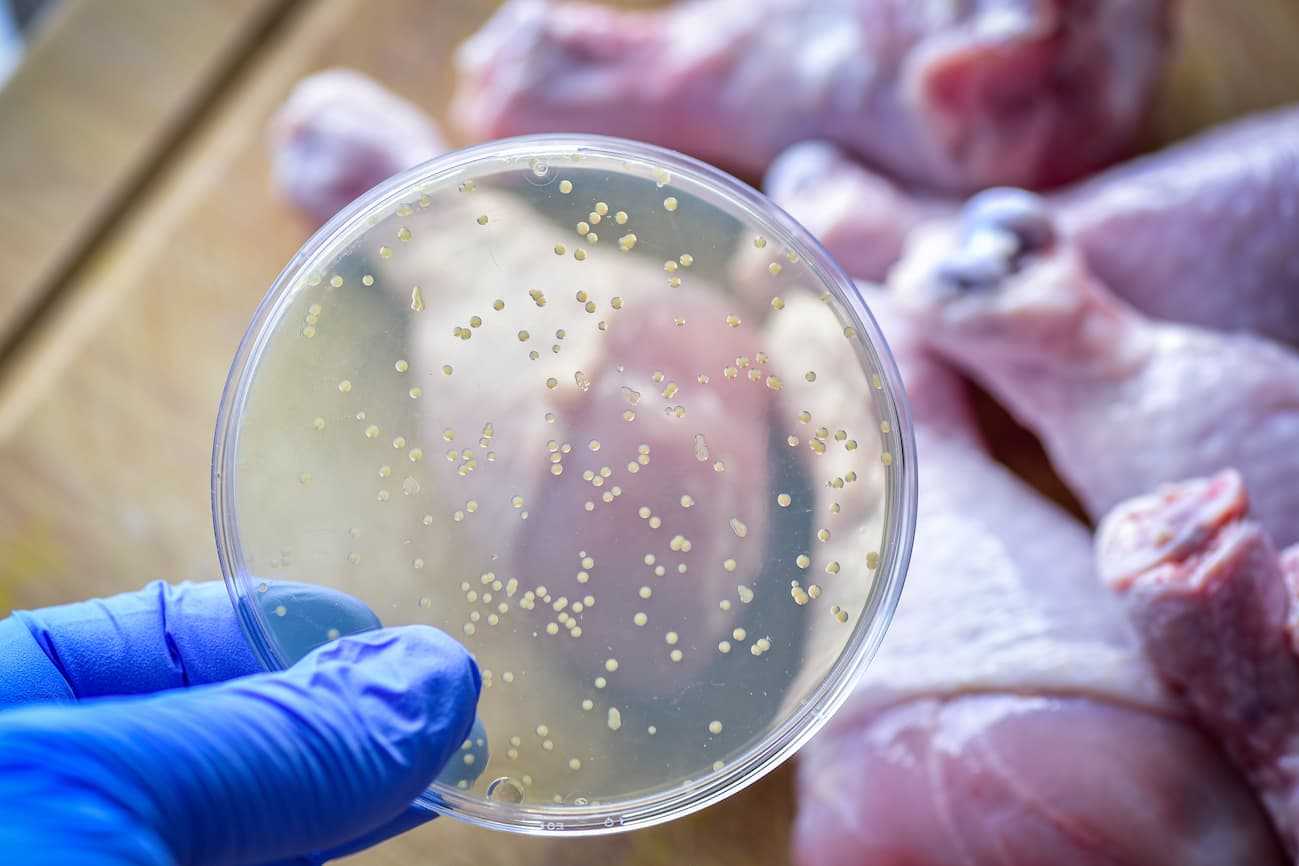 Food Bacteria What Temperature Kills Bacteria in Food?